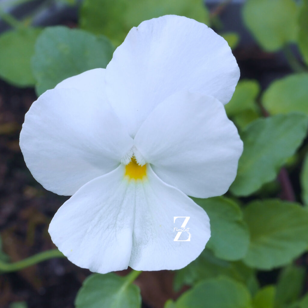 Viola Nature White - FZSka P9111441 Hornveilchen 'Nature White' - Samen