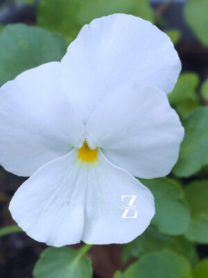 Viola Nature White - FZSka P9111441 Hornveilchen 'Nature White' - Samen