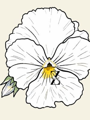 Hornveilchen 'Nature White' - Samen