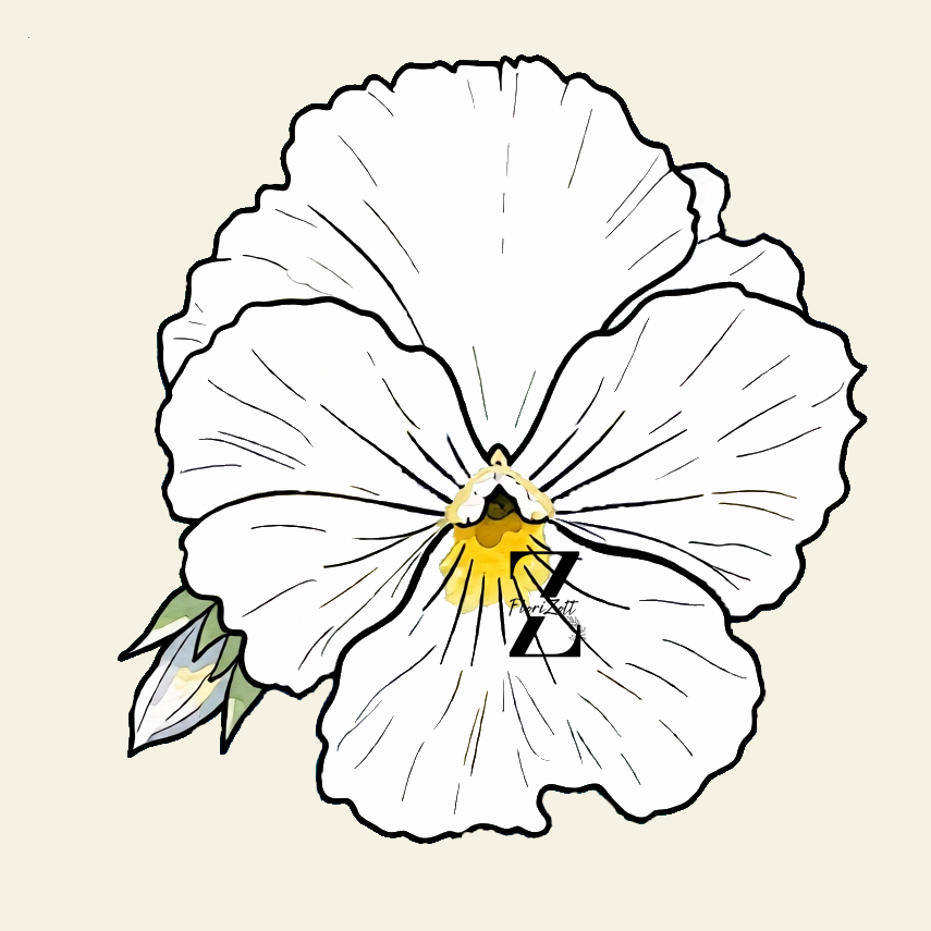 Hornveilchen 'Nature White' - Samen
