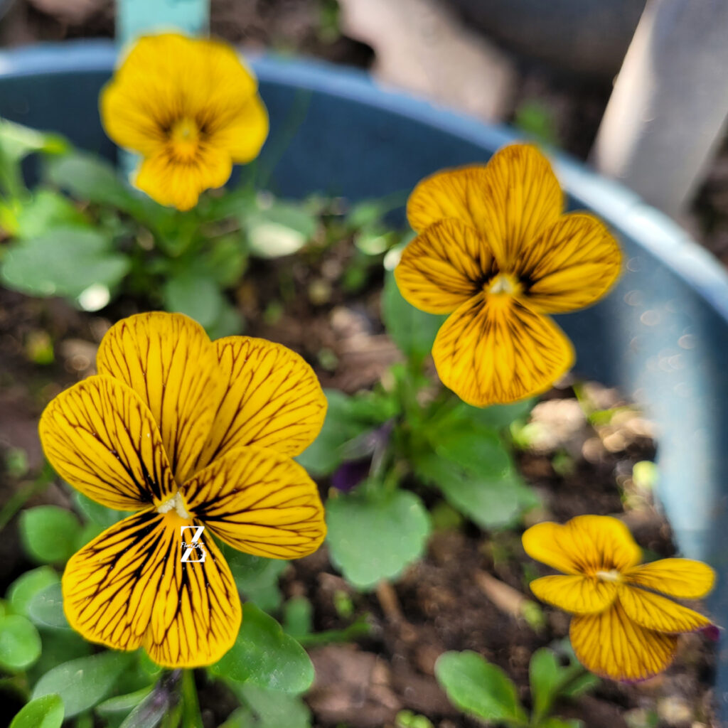 Hornveilchen/ Viola 'Tiger Eye' - (20 Samen)