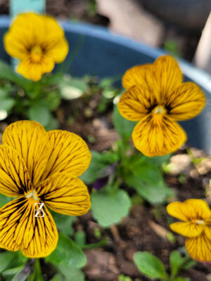 Hornveilchen/ Viola 'Tiger Eye' - (20 Samen)