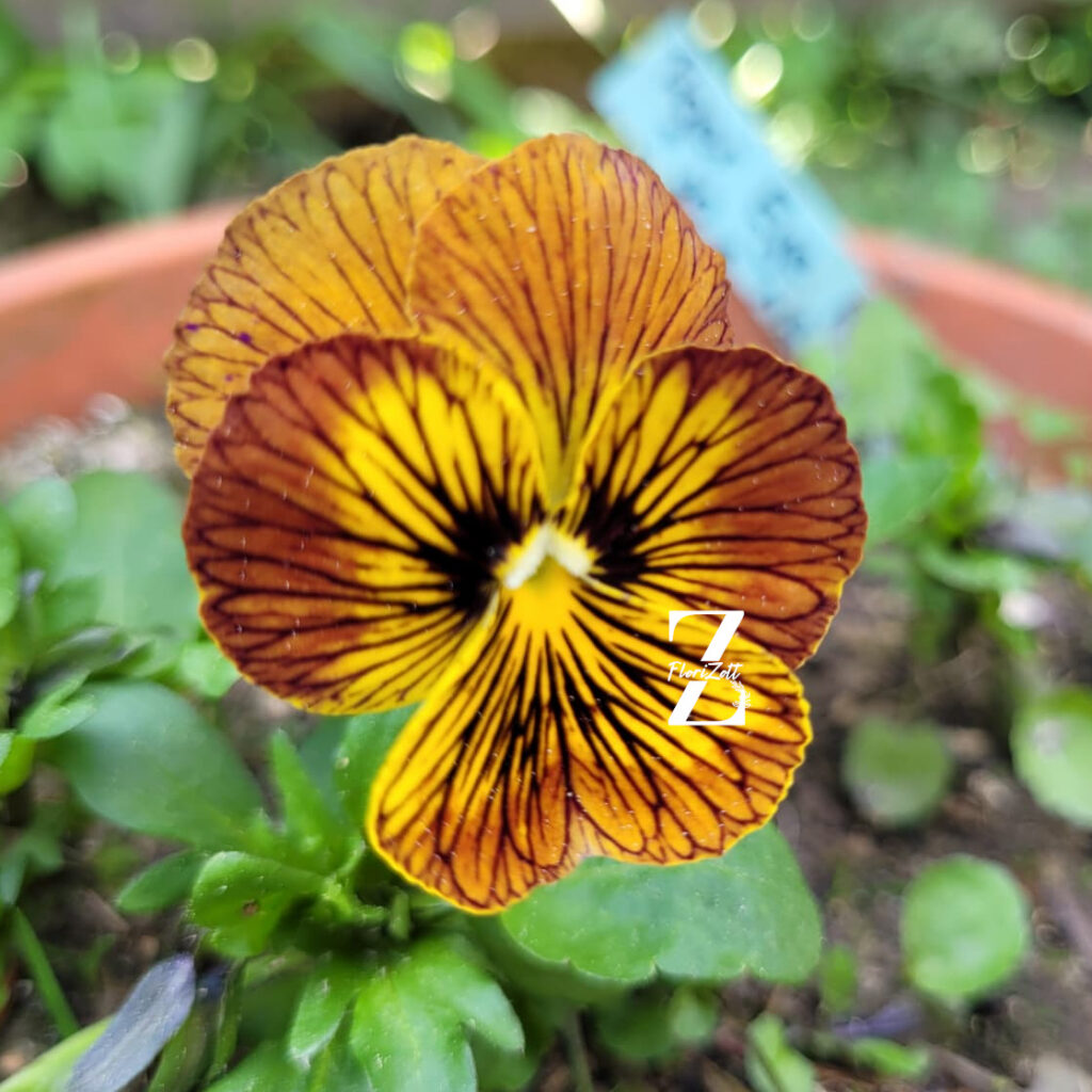 Hornveilchen/ Viola 'Tiger Eye - Red' - (20 Samen)