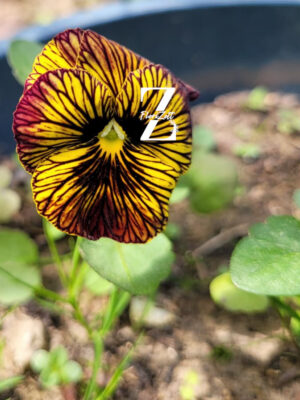 Hornveilchen/ Viola 'Tiger Eye - Red' - (20 Samen)