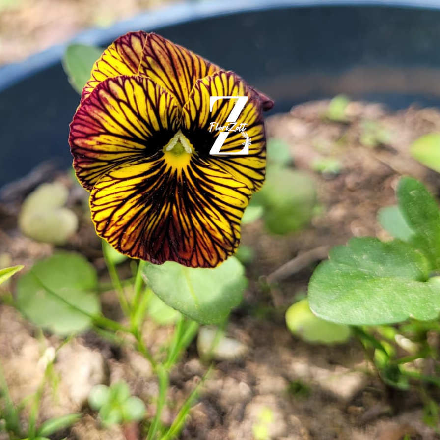 Hornveilchen/ Viola 'Tiger Eye - Red' - (20 Samen)