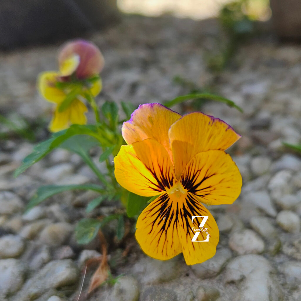 Hornveilchen/ Viola 'Tiger Eye' - (20 Samen)