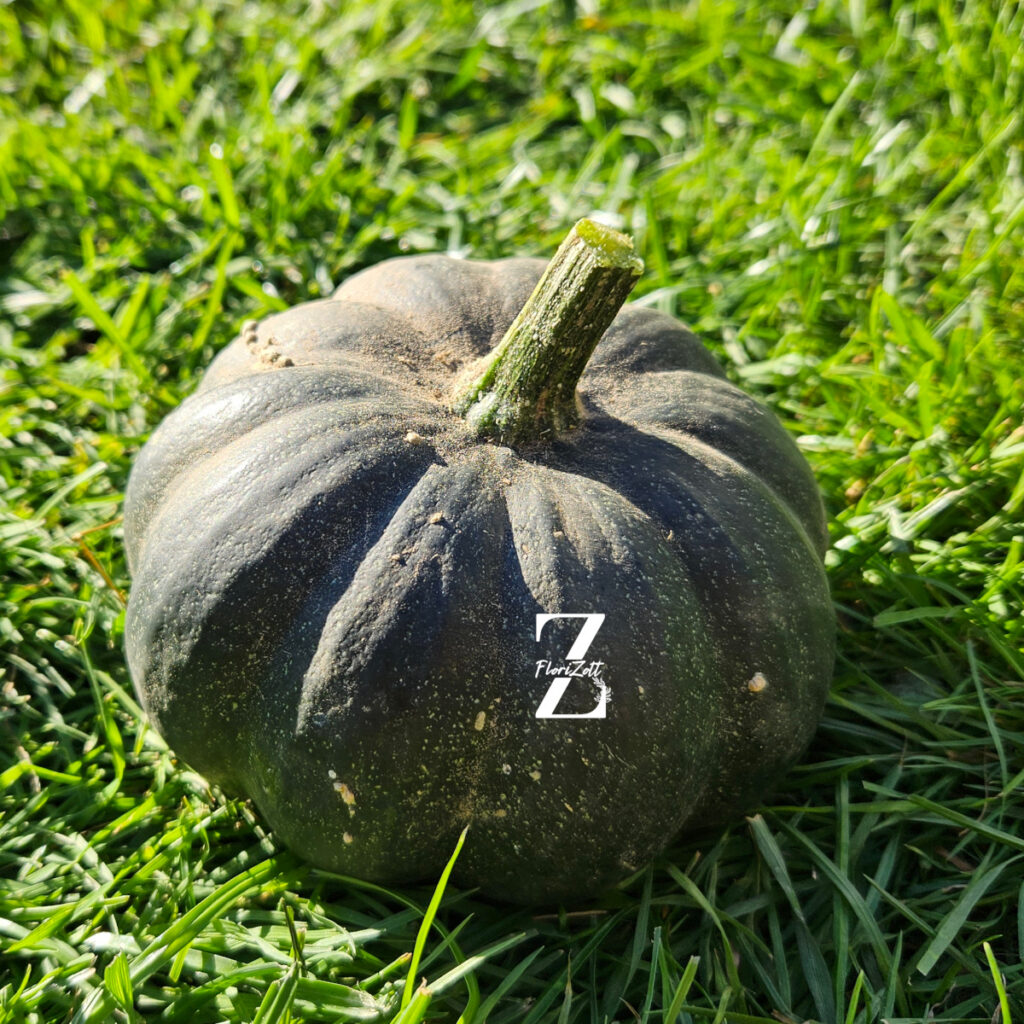 Zierkürbis "Black Cat"