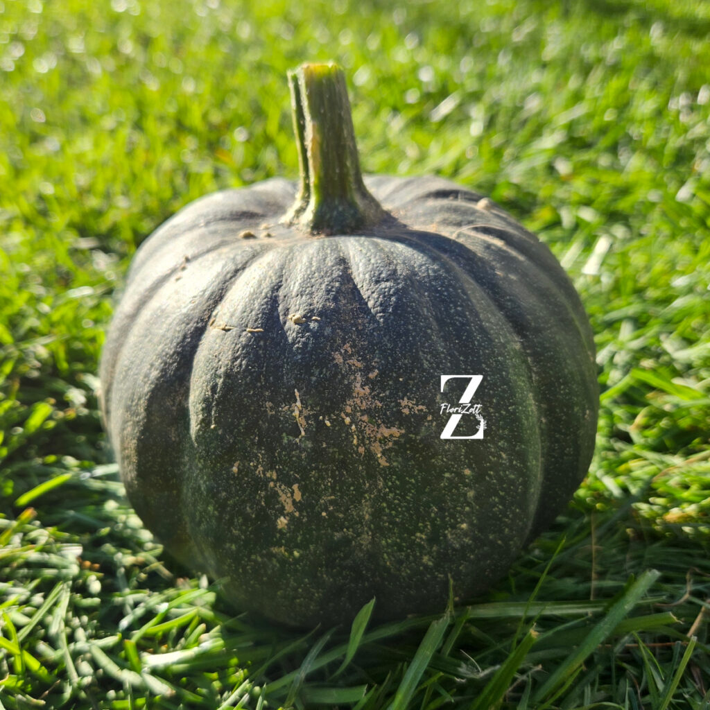 Zierkürbis "Black Cat"