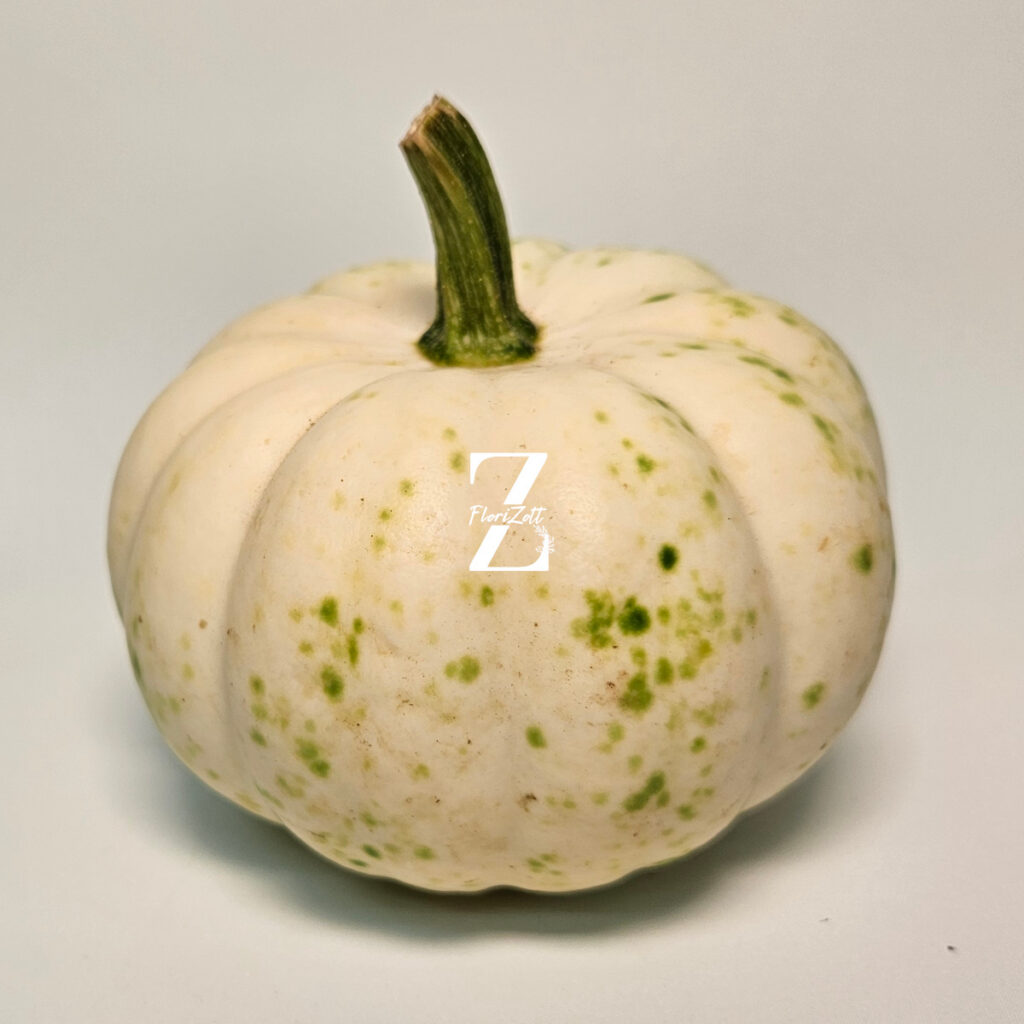 Zierkürbis "Baby Boo"