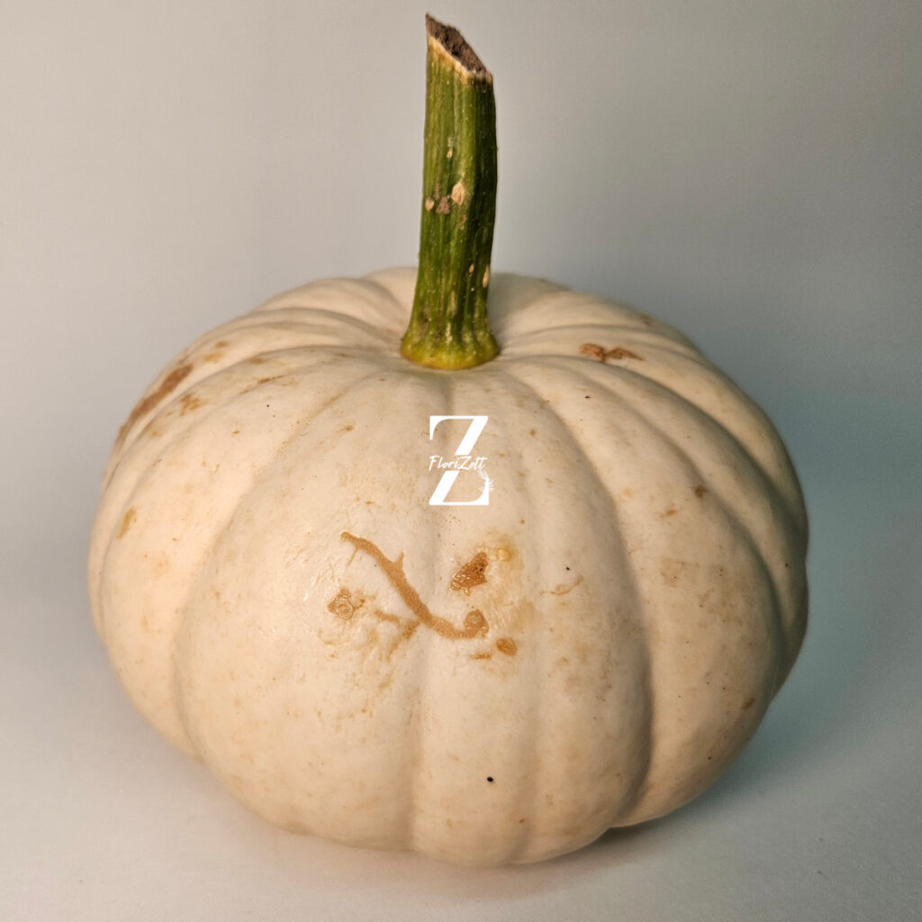Zierkürbis "Baby Boo"