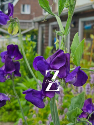 Duftwicke 'King Size Navy Blue' - FZSka - 20250710_152213 Duftwicke 'King Navy Blue' - Samen