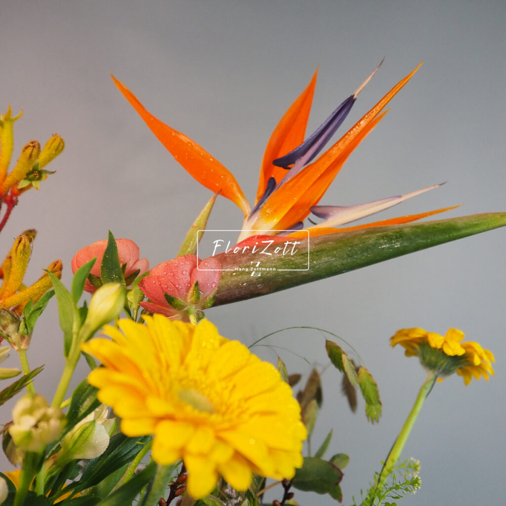 Paradiesia FZSka Cut 1 - P2222129 Paradiesia