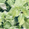 Shiso ‚Mix’ - Samen