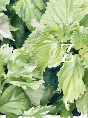 Shiso ‚Green’ - Samen