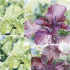 Shiso ‚Mix’ - Samen