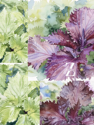Shiso ‚Mix’ - Samen