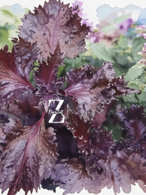 Shiso ‚Red’ - Samen