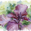 Shiso ‚Red’ - Samen
