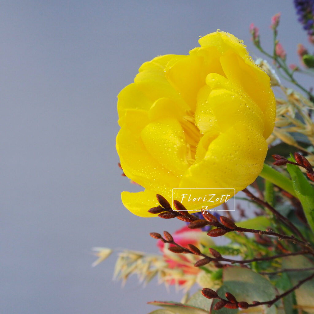 Wild Spring FZSka - P3062596 Wild Spring