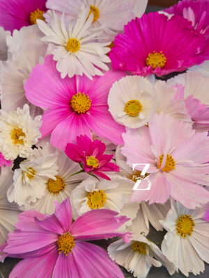 Cosmos Mix - FZSka 2025 -180550 Schmuckkörbchen Mix - Samen