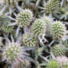 Mannstreu 'White Glitter' - Samen