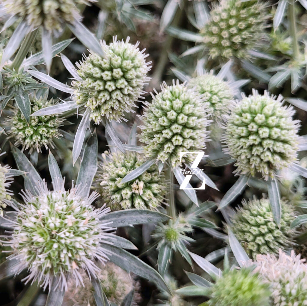 Mannstreu 'White Glitter' - Samen