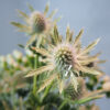 Mannstreu 'White Glitter' - Samen