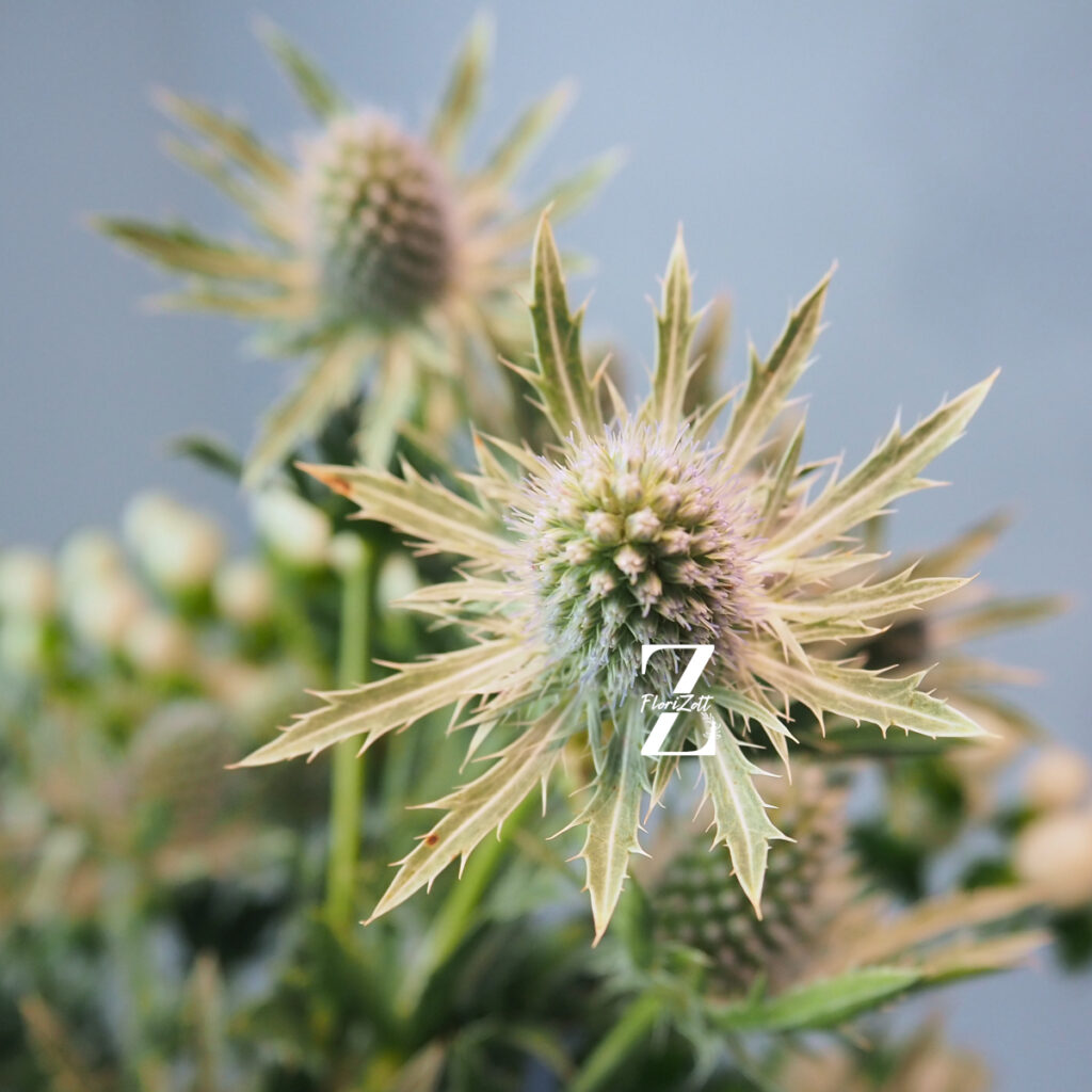 Mannstreu 'White Glitter' - Samen