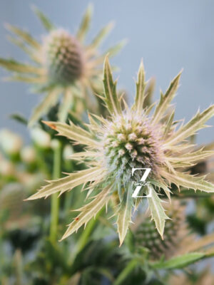 Mannstreu 'White Glitter' - Samen