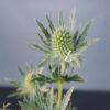 Mannstreu 'White Glitter' - Samen