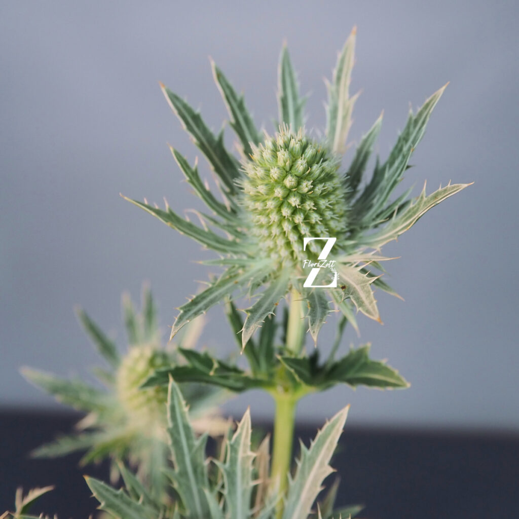 Mannstreu 'White Glitter' - Samen