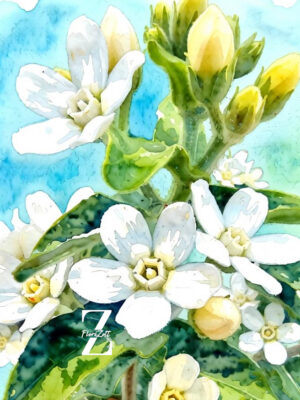 Tweedia White – Samen