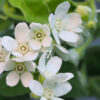Tweedia White – Samen