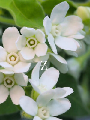 Tweedia White – Samen