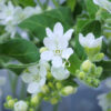 Tweedia White – Samen