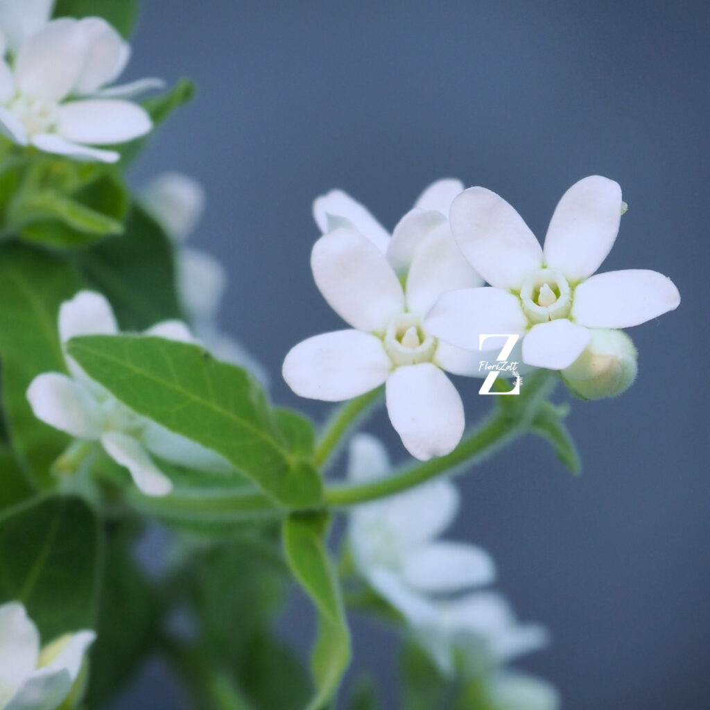 Tweedia White – Samen