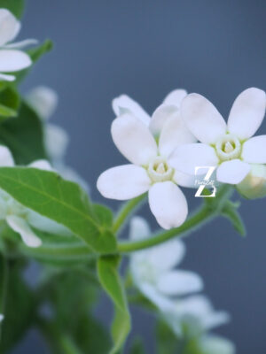 Tweedia White – Samen