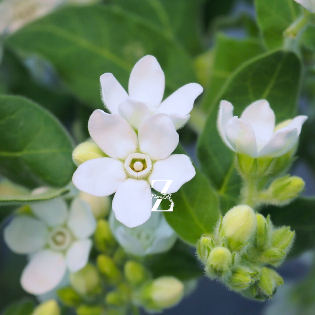 Tweedia White – Samen