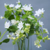 Tweedia White – Samen