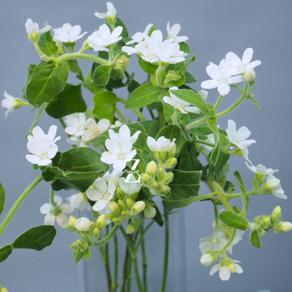 Tweedia White – Samen