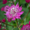 Sterndolde ‘Claret’ – Samen