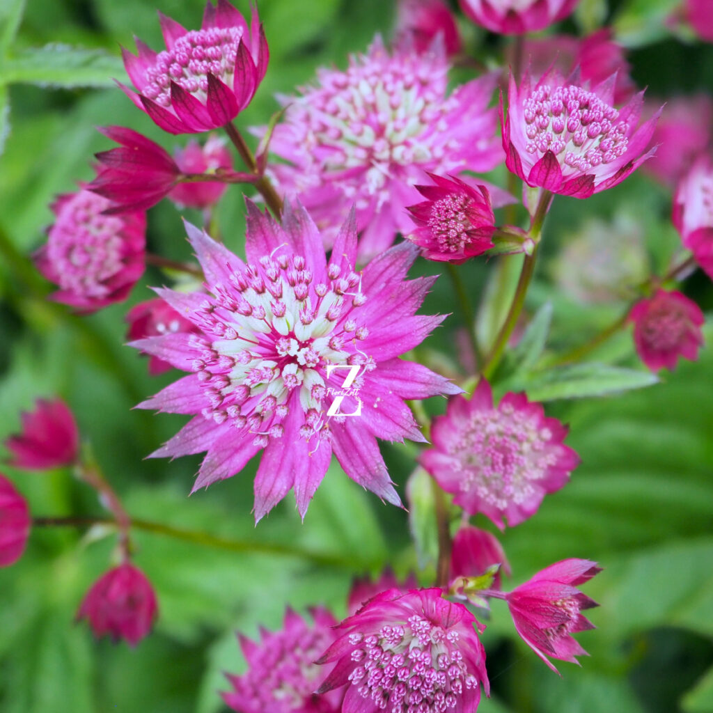 Sterndolde ‘Claret’ – Samen