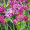 Sterndolde ‘Claret’ – Samen