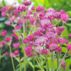 Sterndolde ‘Claret’ – Samen
