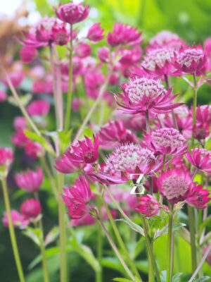 Sterndolde ‘Claret’ – Samen