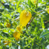 Gold-Waldrebe – ca. 20 Samen