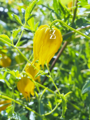 Gold-Waldrebe – ca. 20 Samen
