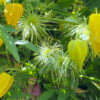 Gold-Waldrebe – ca. 20 Samen