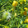 Gold-Waldrebe – ca. 20 Samen