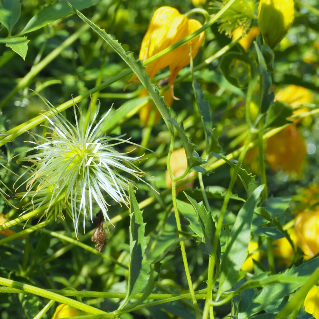 Gold-Waldrebe – ca. 20 Samen